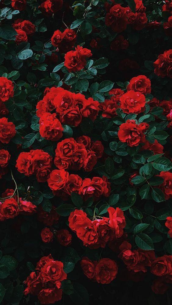 Vintage Petals: Timeless Elegance in Bloom